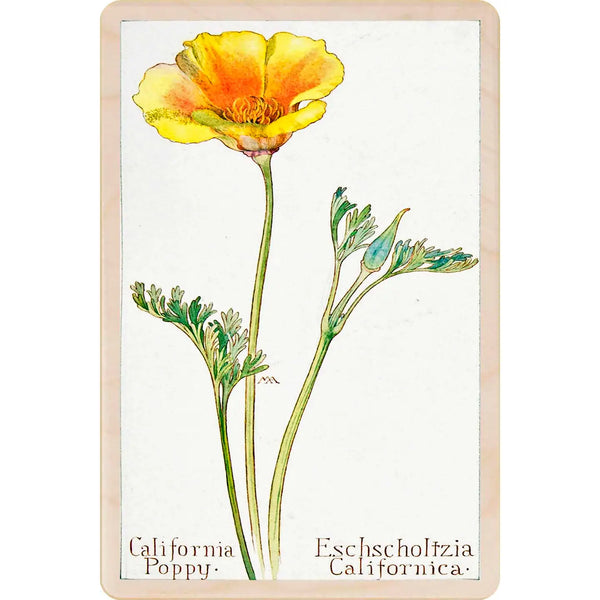 California Poppy Wooden Postcard