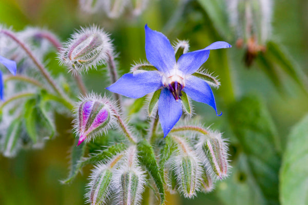 Borage plant