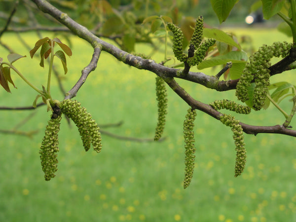 Walnut