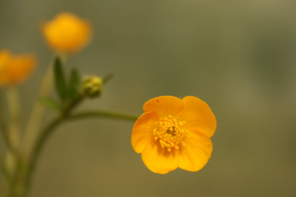 Buttercup flowers