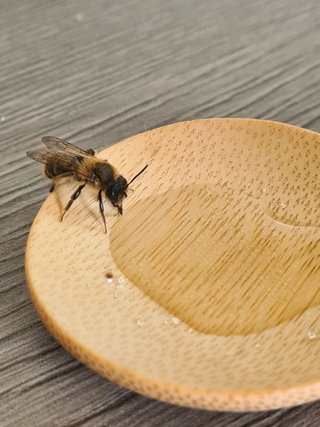 Bee Rescue Kit - Nature Nurture Kids