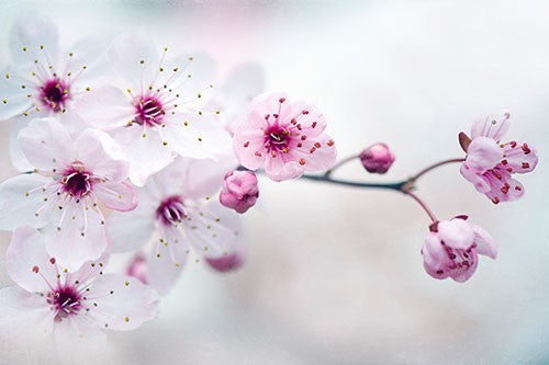 Cherry Plum flowers