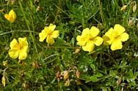 Rock Rose