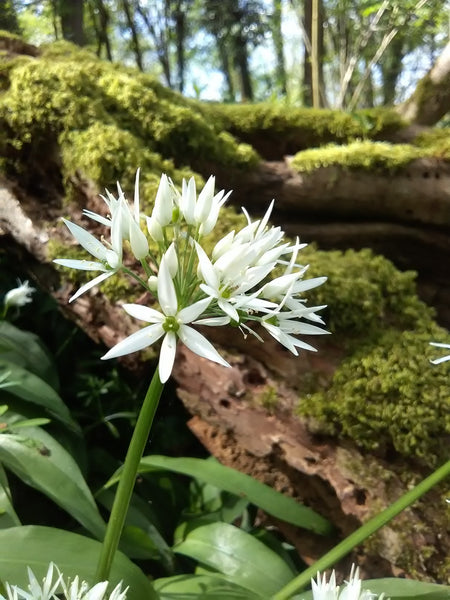 Wild Garlic plant