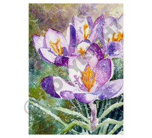 Purple Crocuses Greeting Card - Denny Webb