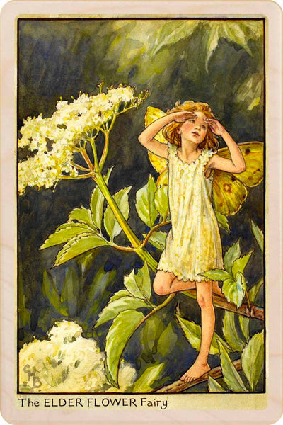 Elderflower Fairy Wooden Postcard