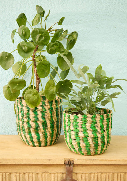 Two potted plants in green and beige striped pots on a wooden surface with a light blue wall background.