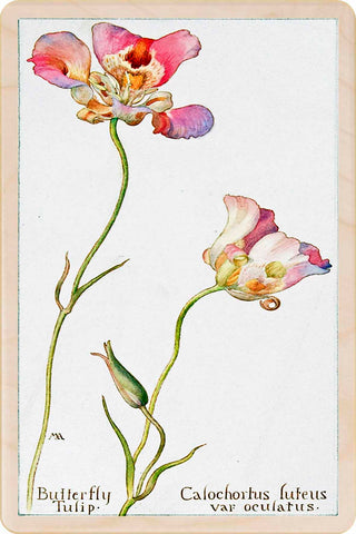 Butterfly Tulips Wooden Postcard