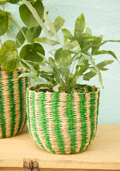 Green and beige striped woven planters with plants on a wooden surface against a light blue wall.