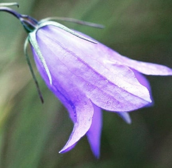Harebell flower